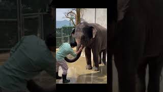 Elephant has big nose