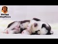 🐶【狗狗也爱听音乐 毛孩摇篮曲】10小时让狗狗深度放松的音乐🐶小狗安眠音乐 宠物疗愈音乐 🎵🎶 放松毛孩子的心情，降低焦虑和紧张情绪 放松你的狗狗 睡眠音乐 安抚放松你的狗狗