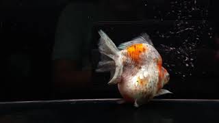 海祥金魚 花琉金