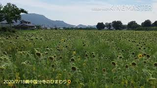 2020/7/18備中国分寺のひまわり🌻