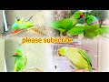 #parrotlover #amazingparrot #parrotbaby #birdsparrotvideo