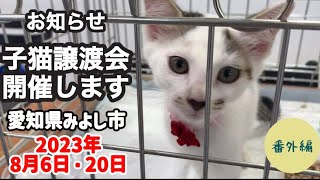 【保護子猫】譲渡会に参加する子猫を紹介します【８月6日・20日】