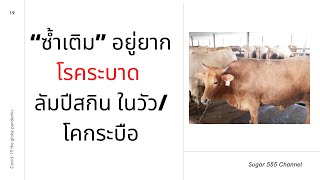 โรคระบาด ลัมปีสกิน ในสัตว์เลี้ยง วัว/โคกระบือ