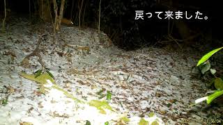 雪が降った日のテン