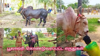 18/5/2023பூலாவரி எருதாட்டம் கொண்டுவரப்பட்ட காளைகள்😈#poolavari_Eruthattam🔥#jallikattu2023#share#salem