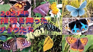 指宿を舞ったチョウたち其の1🦋🦋2021年10月～12月🦋鹿児島県指宿市と南九州市頴娃町Butterflies flying in Ibusuki in 2021 Part1