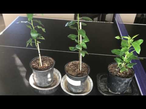 How To Grow Pear Trees From Seed Day 132 Varieties With Pictures How To Grow Pear Trees From Seed Day 132