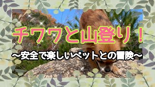 チワワと初めての山登り！安全で楽しいペットとの冒険。