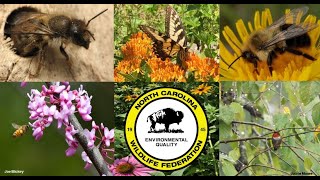 North Carolina Native Plants for Pollinators: Spring Blooms