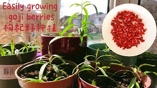 Easily growing goji berries from  seeds