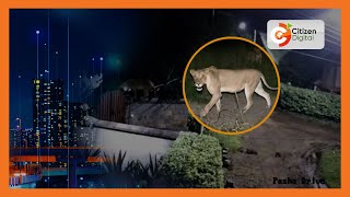 Roaming lioness kills 6 dogs in Rongai, Kajiado County