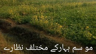 موسم بہار کے مختلف نظارے