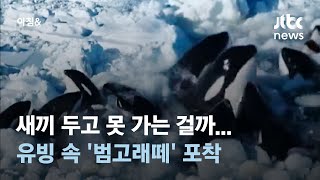 새끼 두고 못 가는 걸까…유빙 속 갇힌 '범고래떼' 포착 #소셜픽 / JTBC 아침\u0026