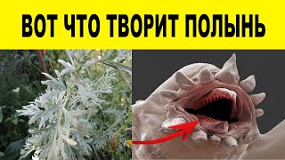 Полынь - Польза и противопоказания. Способ применения