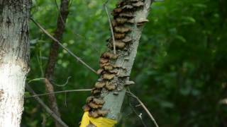 Mushroom on the tree