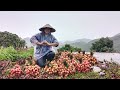 Harvesting U Hong litchi when it's pouring rain - Thu Hien Farm