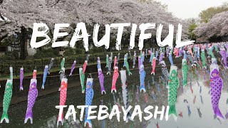 館林さくらまつり（館林市）Tatebayashi #館林さくらまつり