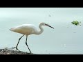 e for egret egret videos for kids birds videos for kids birds videos