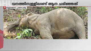 പത്തനംതിട്ടയിൽ ഇന്നലെ അവശനിലയിൽ കണ്ട ആന ചരിഞ്ഞു; മരണം ശാരീരിക അവശത മൂലമെന്ന് സംശയം| Wild Elephant