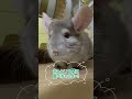 【チンチラ】すっかりバタフライピーに夢中だよ〜💐 animal chinchilla shorts チンチラ 動物 バタフライピー