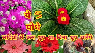 5 पौधे जो सर्दियों में कम धूप-बिना धूप के भी देंगे ढेरों फूल/5 shade loving winter flowering plants