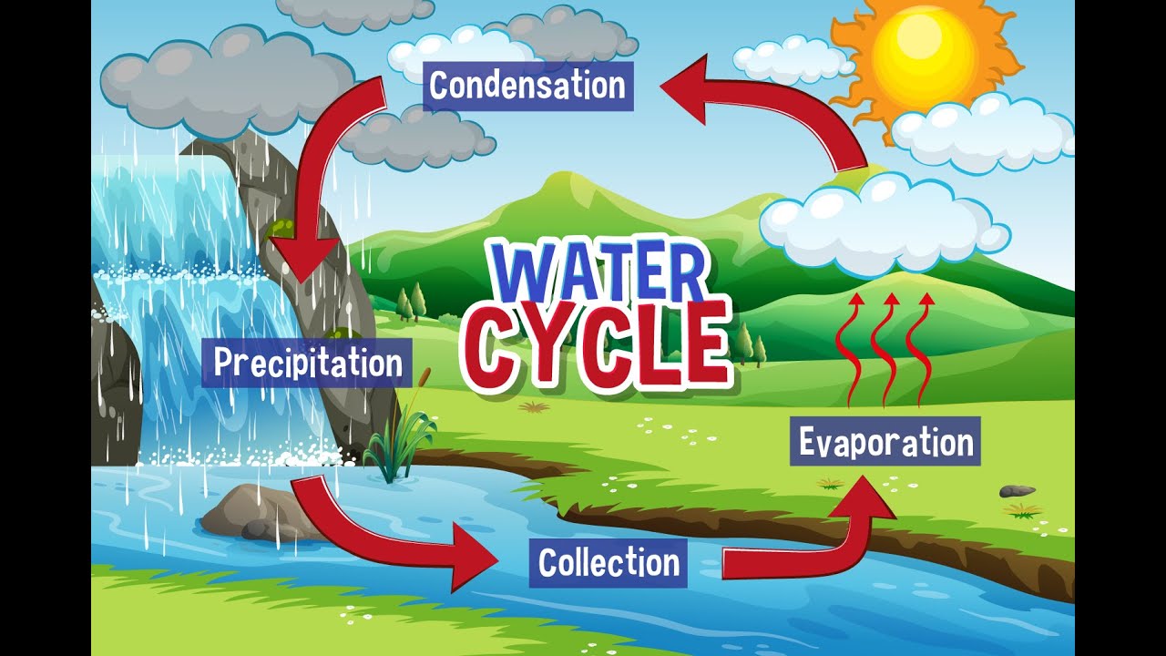 Water Cycle How The Hydrologic Cycle Works At Kathryn Rodrigues Blog