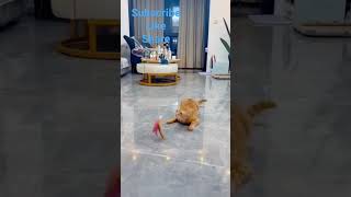 cat favourite toy to playing this toys#funny#ytshorts#animals#b #babyfunnymoments#catlover#toy