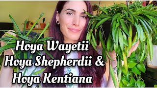 Hoya Wayetii vs. Hoya Shepherdii & Hoya Kentiana | do you have variegated Kentia