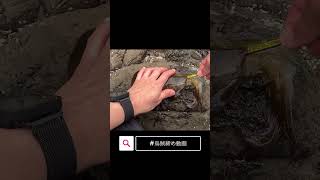 【エギング釣行】烏賊締め動画#エギング #ルアーフィッシング #烏賊締め動画