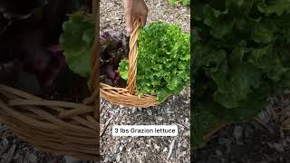 Huge Homegrown Lettuces!