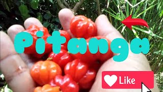 Pitanga ou acerola #vitamina c.#👈🔥🔥🔥 Pitangueira.No 🔥 Quintal