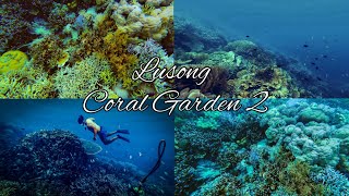 Coron, Palawan: Tour D Part 4 - Still Snorkeling at Lusong Coral Garden Virtual Tour 4k! April 2022