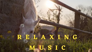 DEEP FREQUENCY RELAXING MUSIC FOR ANXIETY | RELAX MUSIC