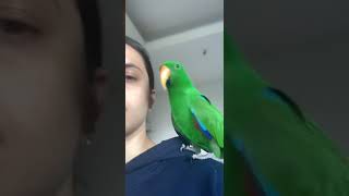 Turbo the Parrot is Annoyed!