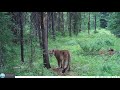 2021 Swan Valley Wildlife Trail Camera Compilation