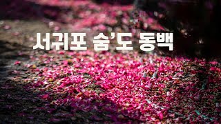 서귀포 숨'도 동백