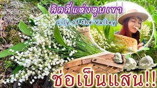 ลินลี่แห่งหุปเขา (Lily of the Valley) ดอกไม้สวยความหมายดี ราคาช่อละเป็นแสน 😱💐