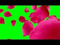 rose green screen effect || rose rain green screen || green screen effect || #green #greenscreen