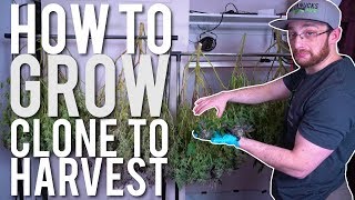 CLONE TO HARVEST: CANNABIS GROW CYCLE ( FULL PROCESS )