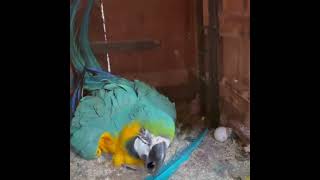 Macaw breeding progress