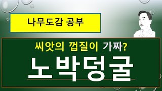 노박덩굴의 특징과 효능 : 씨앗껍질이 가짜?, 생리통과 관절염 특효약!