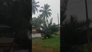 Live ആയി തെങ്ങ് ഇലക്ട്രിസിറ്റി കമ്പിയിൽ വീഴുന്നത് കണ്ടിട്ടുണ്ടോ..😱🌴⛈️