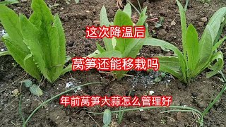 这次降温后，莴笋还能移栽吗？年前莴笋大蒜怎么管理好