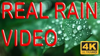 REAL RAIN AUDIO AND VIDEO FOOTAGE - 10 HOURS - 4K (UHD)