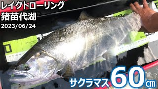 230624 猪苗代湖 サクラマス60㎝ レイクトローリング