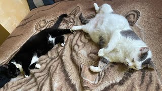 Cat purring hard ) Cherry and Guan In working ) Sweet and Cute Cat video 4K ) Funny cat video 2025 )