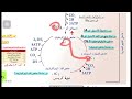 المحاضرة 12 دورة كريبس.