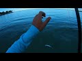 how to catch halalu small akule fishing at ala moana hawaii fishing