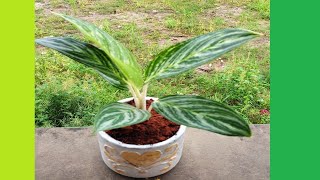 ปลูก #ต้นคฑามหามงคล #อโกลนีมา(Aglaonema) #แก้วกาญจนา