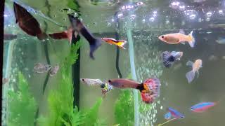 Tank #1 - Vaillanti Gouramis (Samurai/Chocolate) \u0026 mixed female guppies